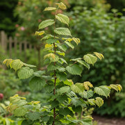 3ft 'Rote Zellernuss' Filbert Tree | Red Hazelnut Tree | Bare Root